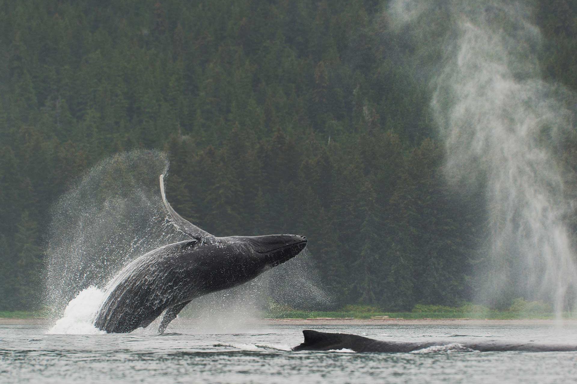 Paddle With Whales Book Alaska Excursions