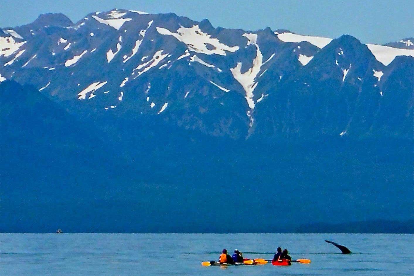 kayak with whales