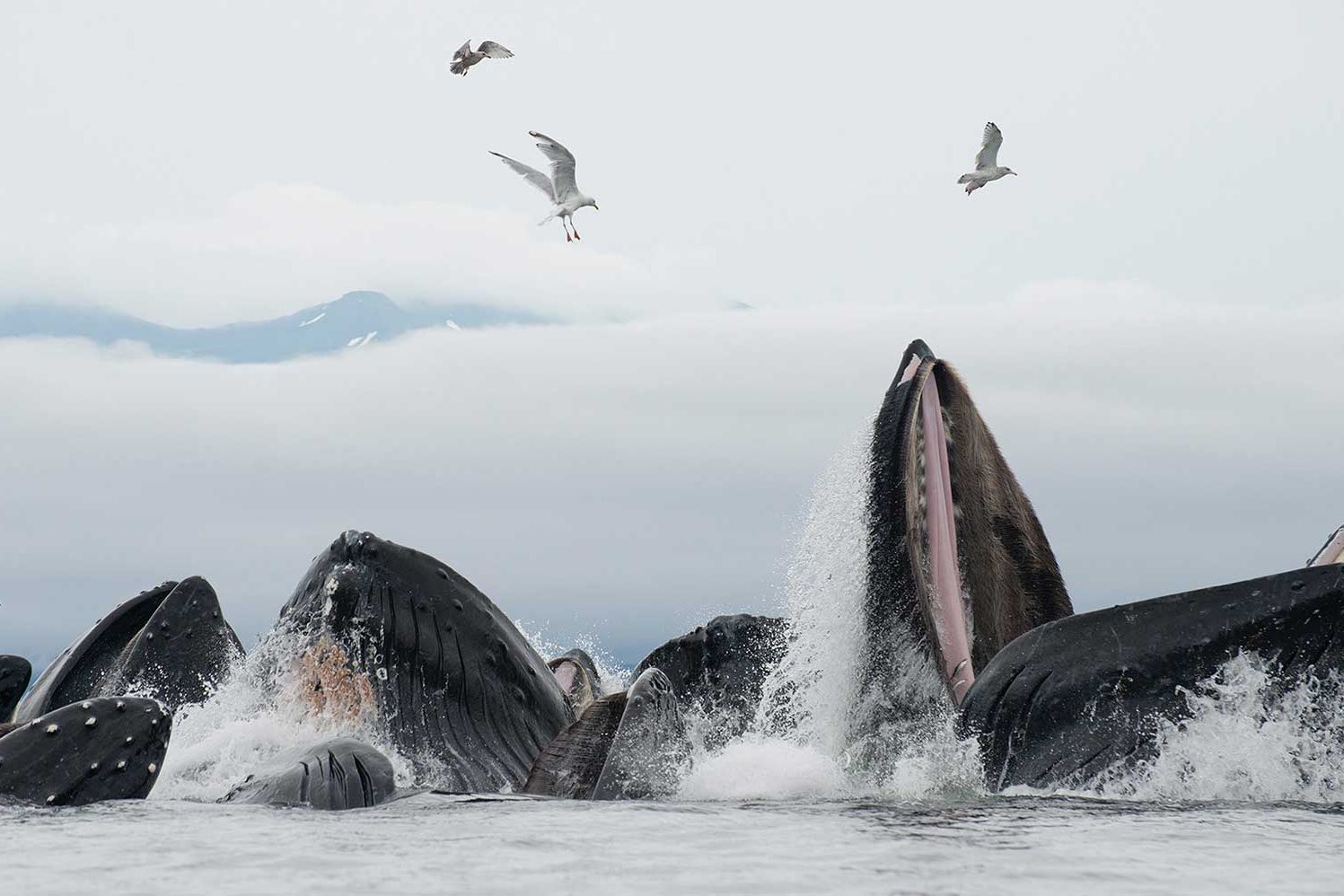 whale watching tour in Alaska
