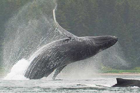 Whale Watching in Juneau