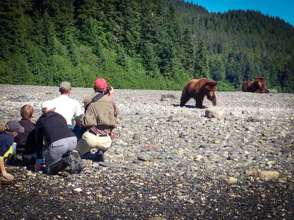 Flyout Brown Bear Viewing Book Alaska Excursions