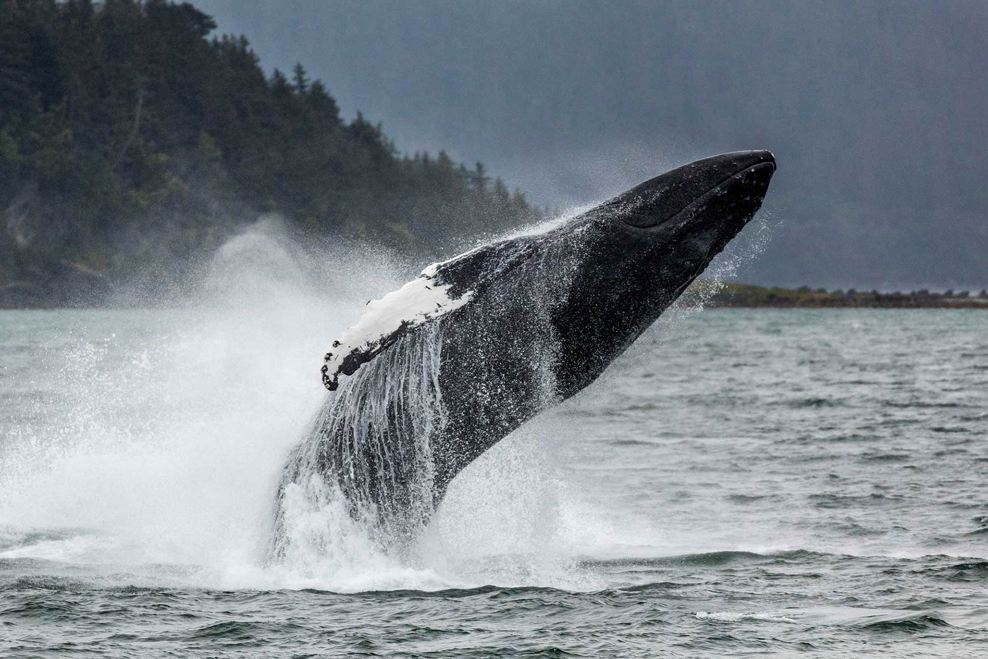 whale watching tour in alaska